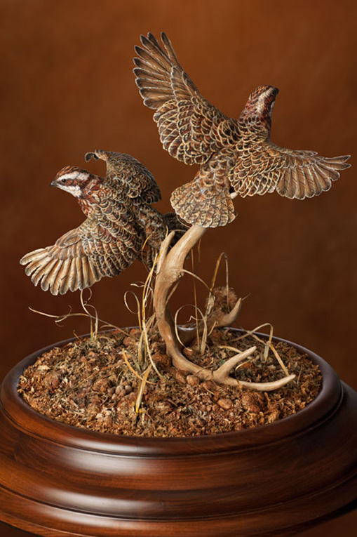 Bobwhites At The Shed